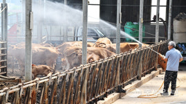 [중부포토] 음머~너무 덥소