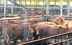 [중부포토] 음머~너무 덥소