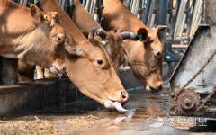 [중부포토] 음머~너무 덥소