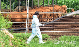[중부포토] 안성 한우농장서 럼피스킨 발생… 올해 첫 사례
