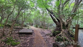 [김기자의 로드트레킹-한라산 둘레길③] 신비스러운 길, 시험림길