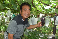 [경기도 농업왕] 이재혁 포천 고향농원 대표 샤인머스켓 울고 갈 명품포도… 욕심 빼고 달달함 채웠다