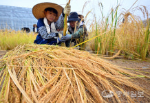 [중부포토] 올해는 풍년이네