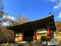 [경기도 전통사찰] 아파트 17층 높이 황금빛 은행… 천년의 세월 앞에 숙연해지다