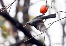 [포토에세이] 까치밥