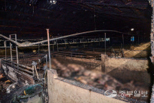 [중부포토] 용인 돈사 화재로 돈사 2동 소실...돼지 1천여 마리 폐사