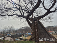 몇백 년 마을 지켜왔는데… 산불 소식에 보호수 주변 주민들 전전긍긍
