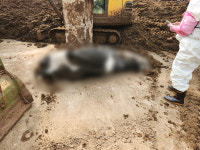 오폭사고로 포천 낙농가 피해 느는데… 행정구역 달라 재난지원금 어렵다