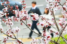 [중부포토] 만개 준비하는 봄의 전령 살구꽃