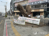 죽은 보호수 철거해달라 가좌동 주민들 민원에도… 인천 서구 보존 조치