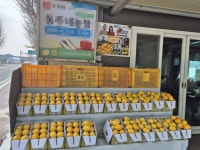 아삭달콤 여주금사 꿀 참외 올해 첫 수확·첫 출하