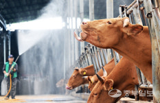 [화보] 음메 더워라