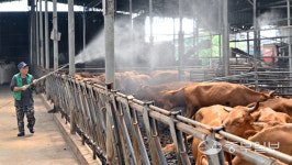 [화보] 음메 더워라