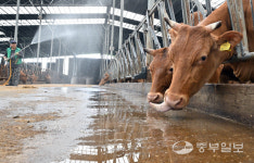 [화보] 음메 더워라