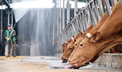 [화보] 음메 더워라