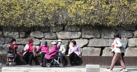 [중부포토] 봄 영춘화 아래 봄볕 즐기는 어르신들