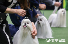 [화보] 2026 수원 FCI 국제 도그쇼
