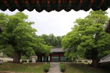 파주 자운서원에 500년 된 느티나무 심어진 까닭
