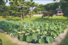 연꽃 완상하며 삼복더위 잊었던 그 시절