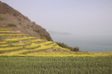 얼레지와 유채꽃 가득한 남해섬의 봄