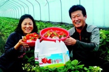 문암생태공원 까치내 농장 설향딸기 현장판매