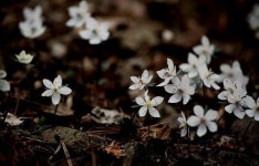 [블로그] 변산 바람꽃이 피었더라