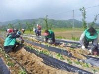 청성면 새마을지도자 고구마 식재