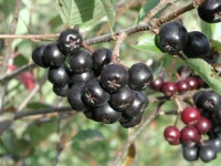 왕의 열매 아로니아 아시나요? 면역력 쑥쑥… 효능 대박이네