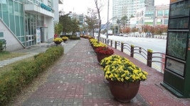 국화 향기 가득한 아산시 탕정면사무소