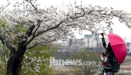 봄비 반기는 벚꽃