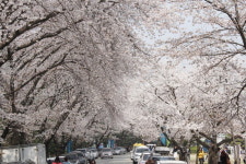 벚꽃 나들이 아산지역 장소 추천