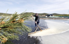 태안군, 명품 송홧소금 생산 시작