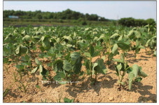 가뭄에 타들어가는 촌부의 마음