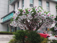 광복 70주년 청주시, 태극기 꽃이 활짝