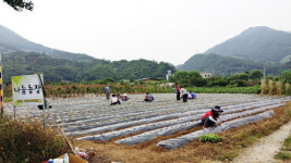 충주시 동량면 주민자치위원회, 나눔농장 배추 파종
