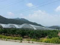 속리산면 하판리 대추 최적지 주목