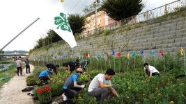 공주시, 4-H연합회 제민천변에 4-H 꽃동산 조성