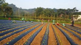아산 온양6동 새마을지도자, 이웃사랑 실천