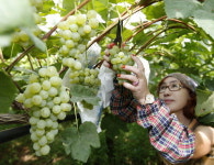 당도 높은 태안군 포도 드셔보세요