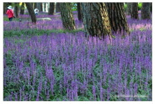 보랏빛 주단 깔아놓은 소나무 숲서 힐링 산책