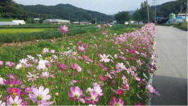 천안시 동면 동산2리, 마을길에 코스모스길 조성