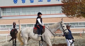 충주 중앙탑초 방과후 승마 프로그램 운영