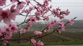 청양 고향의 봄…진분홍빛 복사꽃 꽃망울