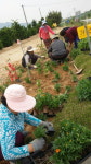 음성 원당1리 마을 꽃동산 조성