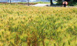 소만(小滿)…황금물결 이룬 보리밭