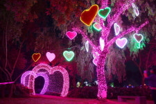 연꽃愛 빛과 향을 품다…24일 부여서동공원 야간개장