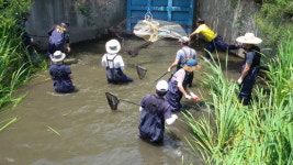 대전 유성구, 황소개구리 퇴치 위해 구슬땀