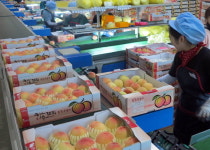 옥천군 농산물산지유통센터, 복숭아 공동출하 한창