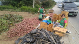제천시 교동 새마을가족, 사랑의 고구마 수확