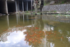 금학동, 금붕어 보러 오세요